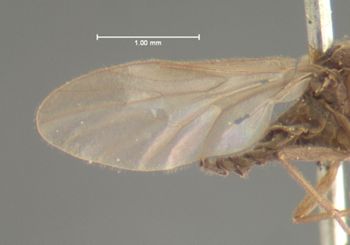 Media type: image;   Entomology 12625 Aspect: wing